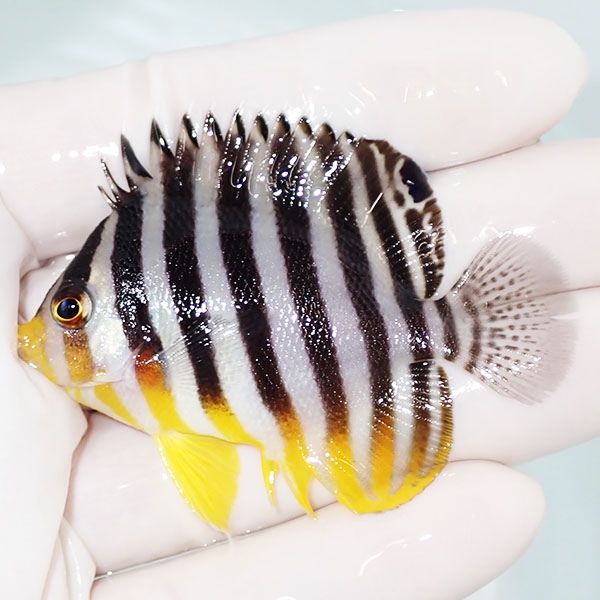 【現物42】シマヤッコ 6cm±! 海水魚 生体 15時までのご注文で当日発送(t...