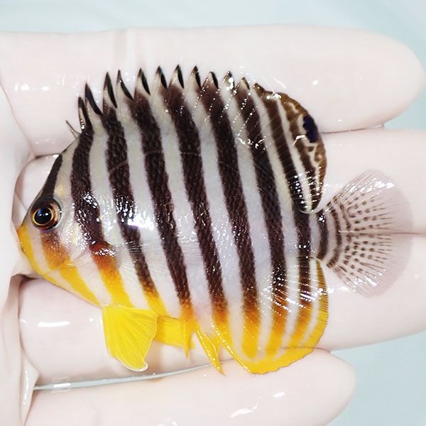 【現物43】シマヤッコ 6.5cm±! 海水魚 生体 15時までのご注文で当日発送...