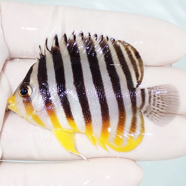 【現物44】シマヤッコ 6cm±! 海水魚 生体 15時までのご注文で当日発送(t...