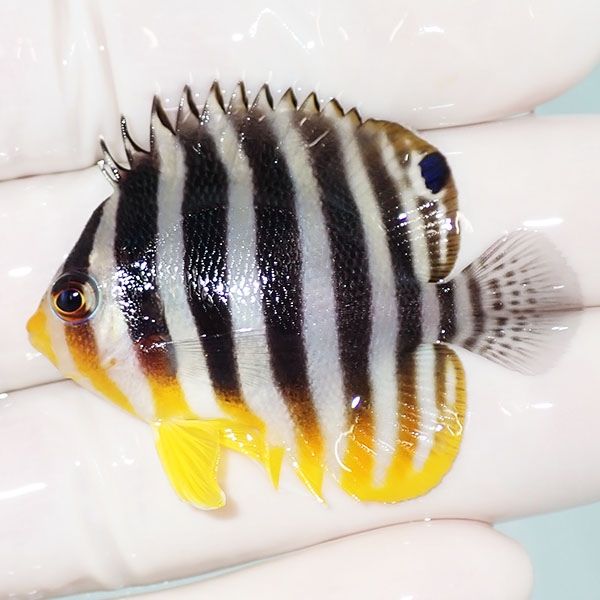 【現物45】シマヤッコ 4.8cm±! 海水魚 生体 15時までのご注文で当日発送...