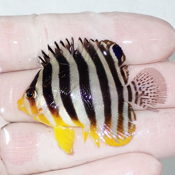 【現物46】ヒレかけあり シマヤッコ 5cm±! 海水魚 生体 15時までのご注...
