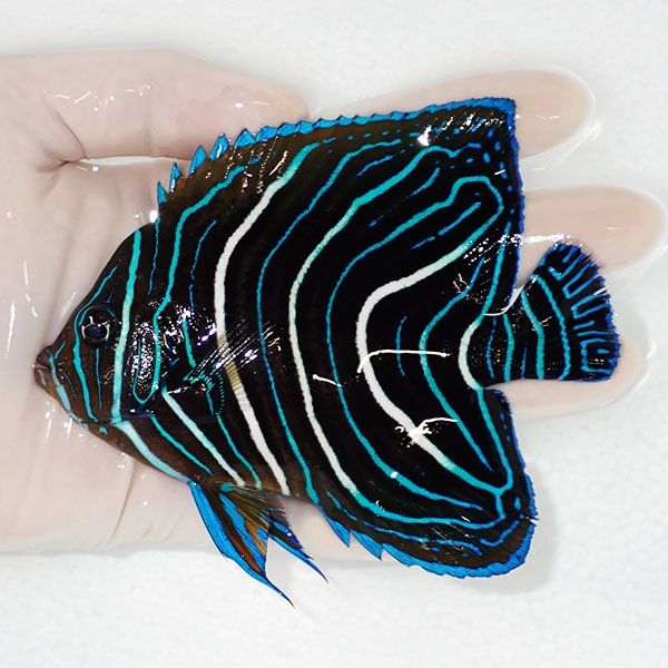 【現物】サザナミヤッコ 12cm± !海水魚 生体 15時までのご注文で当日発...
