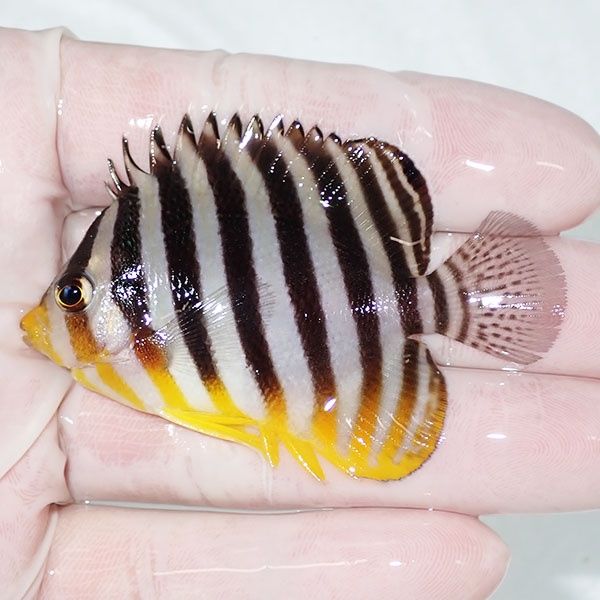 【現物47】シマヤッコ 6.5cm±! 海水魚 生体 15時までのご注文で当日発送...