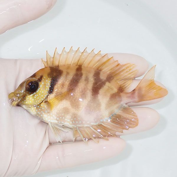 【現物2】サンゴアイゴ 10cm±! 海水魚 ハギ !15時までのご注文で当日発...