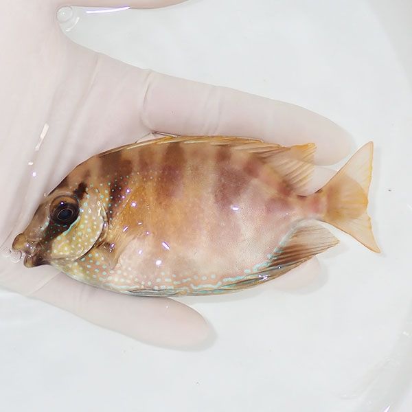 【現物1】サンゴアイゴ 12cm±! 海水魚 ハギ 15時までのご注文で当日発送...