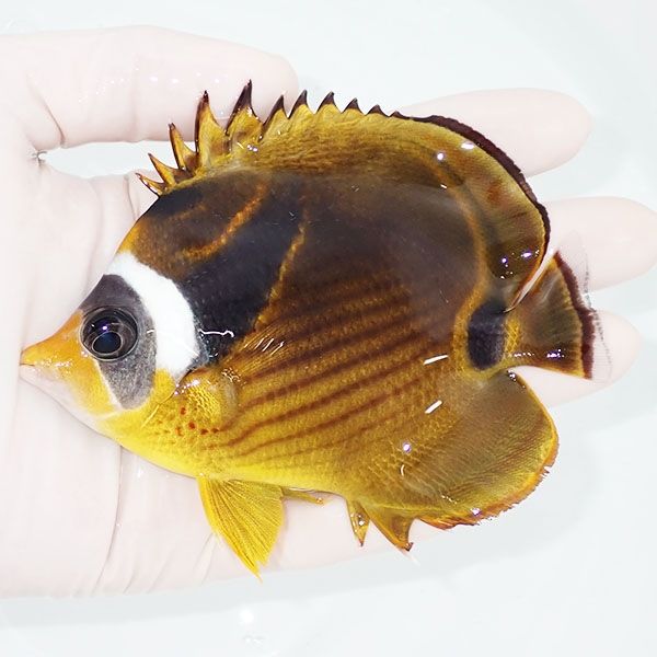 【現物1】チョウハン11cm±!チョウチョウウオ 海水魚 生体 15時までのご...