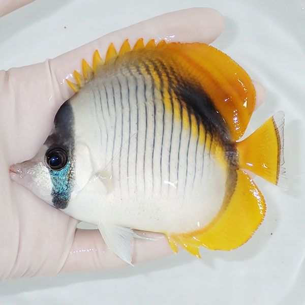 【現物】ニセフウライ 11cm±!海水魚 チョウチョウウオ 15時までのご注文...