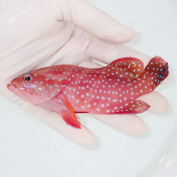 【現物3】ユカタハタ 13cm± !ハタ 海水魚 生体 15時までのご注文で当日...