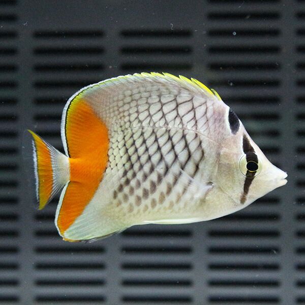 アミメチョウ 4-6cm±!! 海水魚 チョウチョウウオ 15時までのご注文で当...