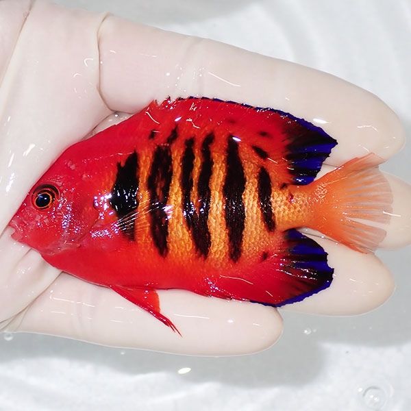 【現物2】粒エサOK 顔スレ有りフレームエンゼル 8.5cm! 海水魚 ヤッコ 1...