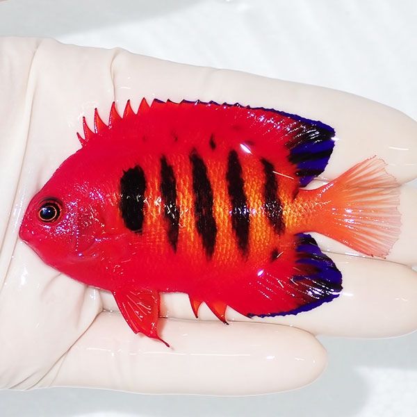 【現物3】粒エサOK 顔スレ有りフレームエンゼル 8cm!海水魚 ヤッコ 15時...