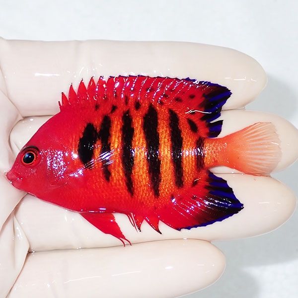 【現物4】粒エサOK 顔スレ有りフレームエンゼル 7cm! 海水魚 ヤッコ 15...