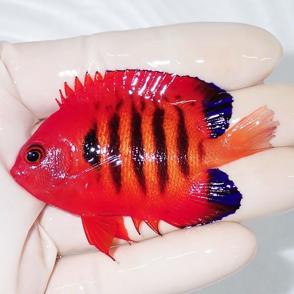 【現物5】粒エサOK フレームエンゼル 6.7cm! 海水魚 ヤッコ 15時までの...