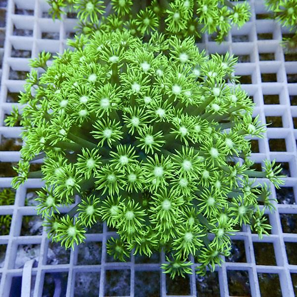 【サンゴ現物10】ハナガササンゴ!15時までのご注文で当日発送【サンゴ】...