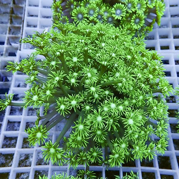 【サンゴ現物11】ハナガササンゴ!15時までのご注文で当日発送【サンゴ】...