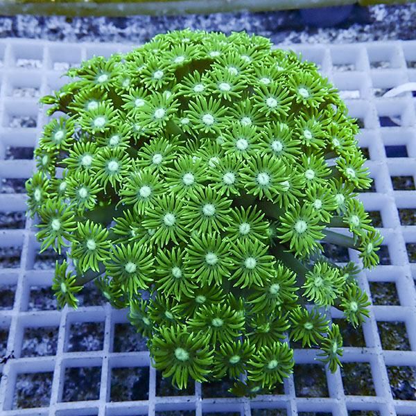 【サンゴ現物17】ハナガササンゴ!15時までのご注文で当日発送【サンゴ】...