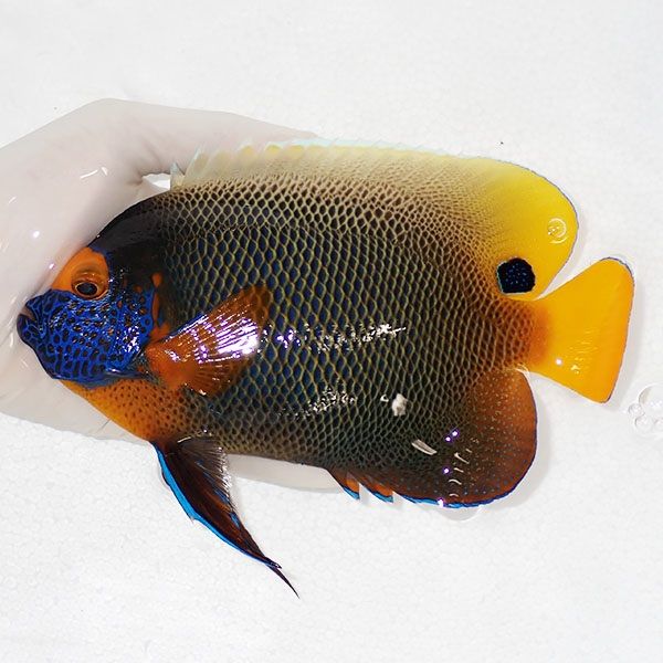 【現物4】 アデヤッコ 成魚 19cm±! 海水魚 ヤッコ(t111(t207