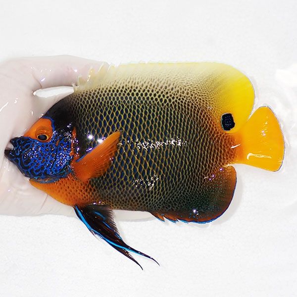 【現物5】アデヤッコ 成魚 18cm±! 海水魚 ヤッコ(t111(t207