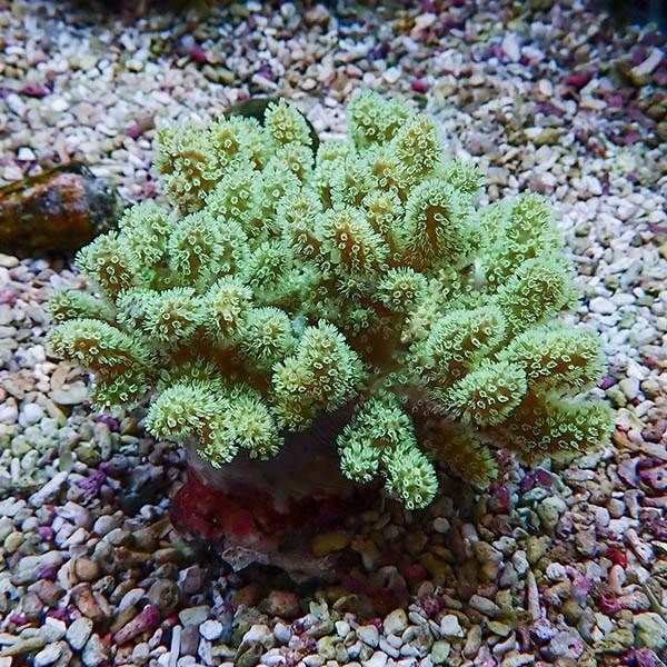 【サンゴ現物3】トサカ.sp 8-9cm 沖縄産!15時までのご注文で当日発送 【...