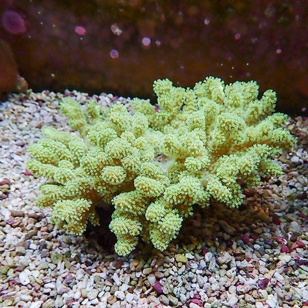 【サンゴ現物4】トサカ.sp 13-8cm 沖縄産!15時までのご注文で当日発送 ...