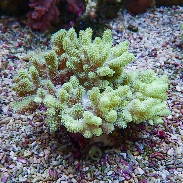 【サンゴ現物5】トサカ.sp 10-8cm沖縄産!15時までのご注文で当日発送 【...