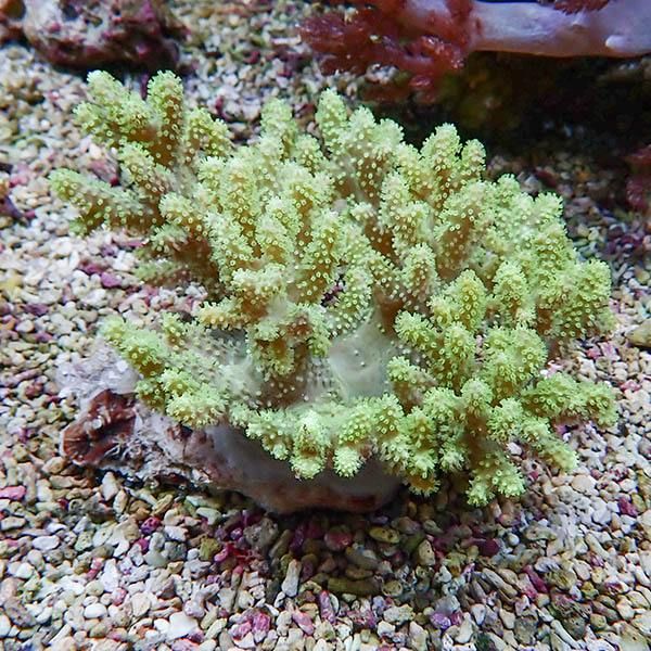 【サンゴ現物6】トサカ.sp 10-11cm沖縄産!15時までのご注文で当日発送 ...