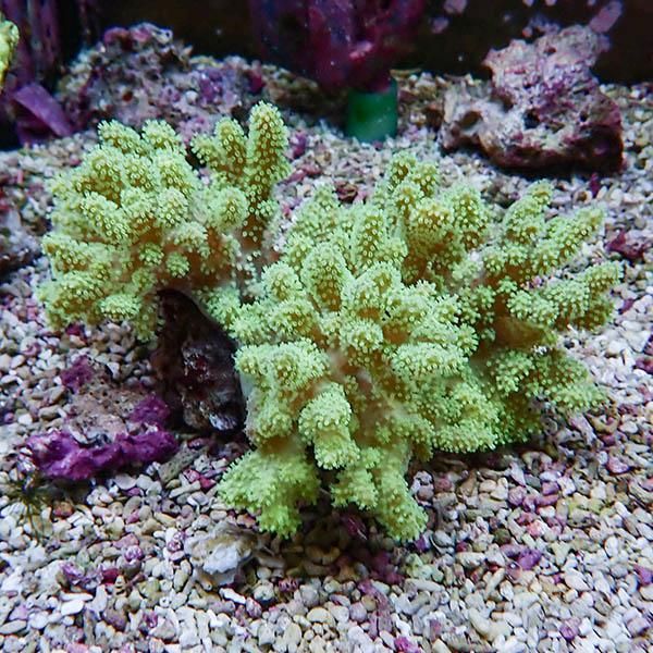 【サンゴ現物7】トサカ.sp 13-10cm沖縄産!15時までのご注文で当日発送 ...