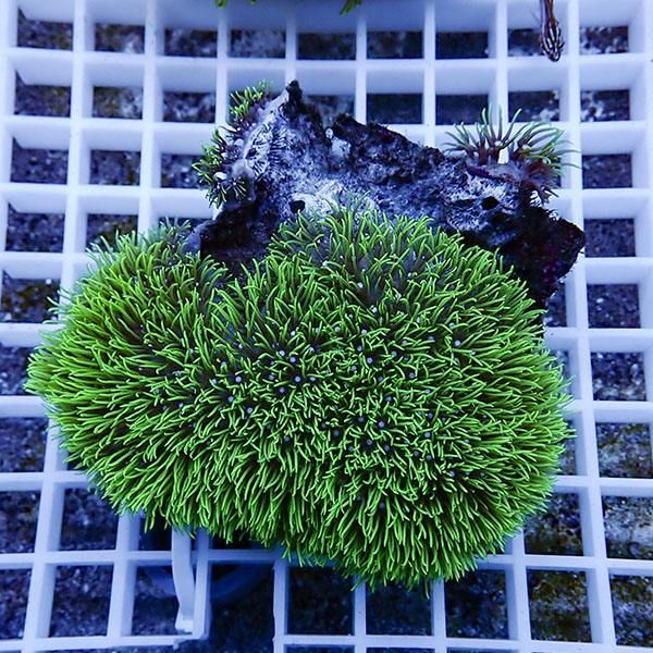 【サンゴ現物1】スターポリプ!15時までのご注文で当日発送 【サンゴ】(t221