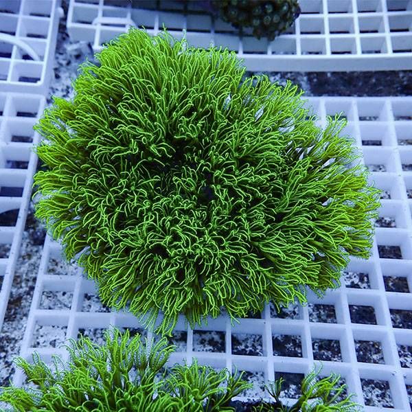 【サンゴ現物5】スターポリプ!15時までのご注文で当日発送 【サンゴ】(t221