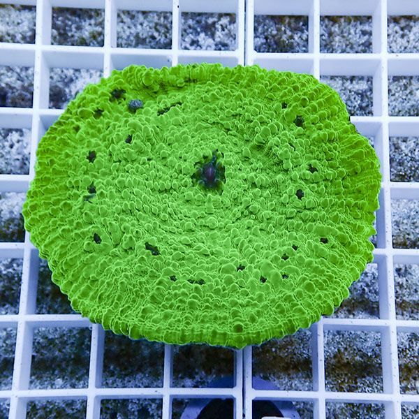 【サンゴ現物1】 キッカサンゴ !15時までのご注文で当日発送 【サンゴ】...