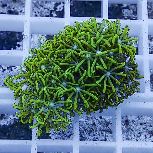 【サンゴ現物10】スターポリプ フラグ!15時までのご注文で当日発送 【サ...