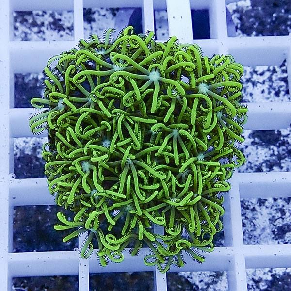 【サンゴ現物13】スターポリプ フラグ!15時までのご注文で当日発送 【サ...