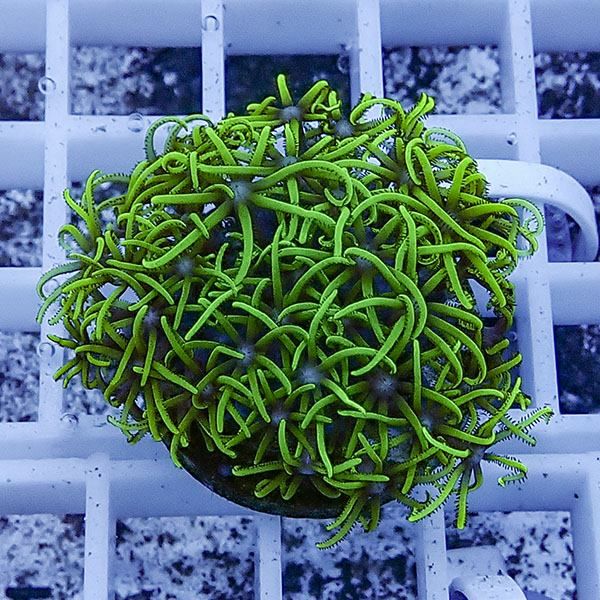 【サンゴ現物14】スターポリプ フラグ!15時までのご注文で当日発送 【サ...