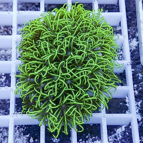 【サンゴ現物15】スターポリプ フラグ!15時までのご注文で当日発送 【サ...