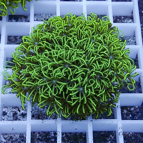 【サンゴ現物16】スターポリプ フラグ!15時までのご注文で当日発送 【サ...