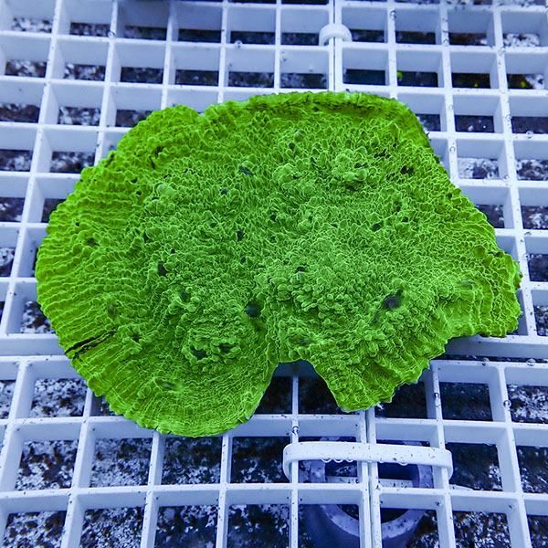 【サンゴ現物10】 キッカサンゴ!15時までのご注文で当日発送 【サンゴ】...
