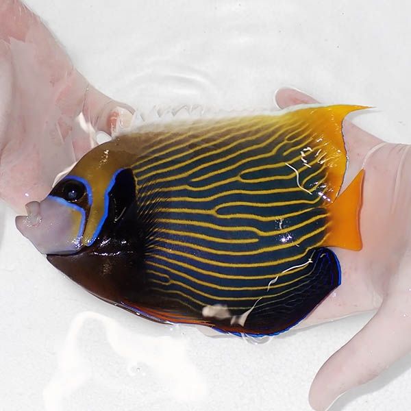 【現物1】タテジマキンチャクダイ21cm±!海水魚 ヤッコ 15時までのご注...