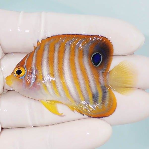 【現物1】ニシキヤッコ 6cm±!海水魚 ヤッコ15時までのご注文で当日発送(...
