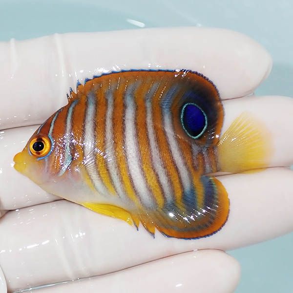 【現物3】ニシキヤッコ 5.5cm±!海水魚 ヤッコ15時までのご注文で当日発...