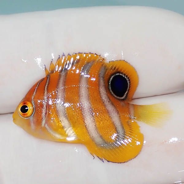 【現物4】背びれ奇形 ニシキヤッコ 2.8cm±!海水魚 ヤッコ15時までのご注...
