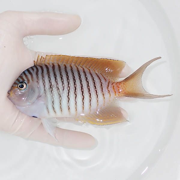 【現物1】 ヤイトヤッコ ♂ 13.5cm± ! 海水魚 ヤッコ 15時までのご注文...