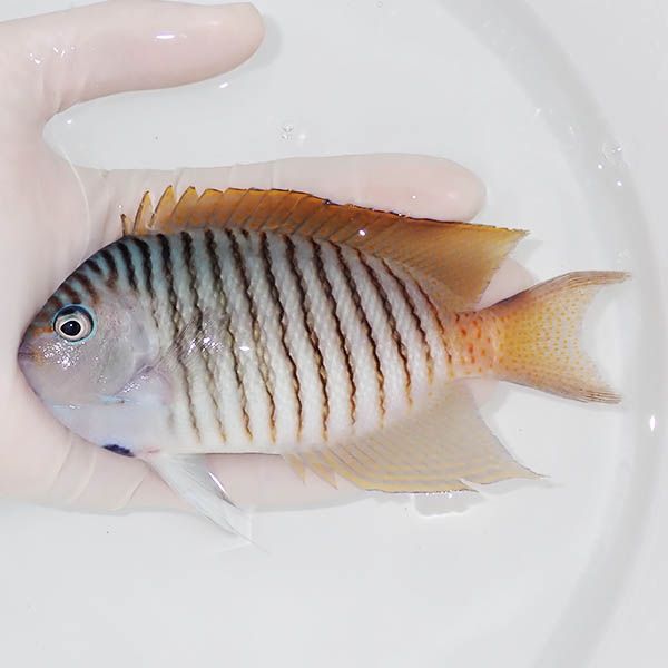 【現物2】 ヤイトヤッコ ♂ 14.5cm± ! 海水魚 ヤッコ 15時までのご注文...