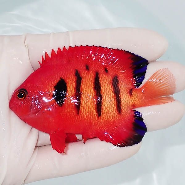 【現物7】粒エサOK 顔 ヒレスレ有りフレームエンゼル 8cm! 海水魚 ヤッ...