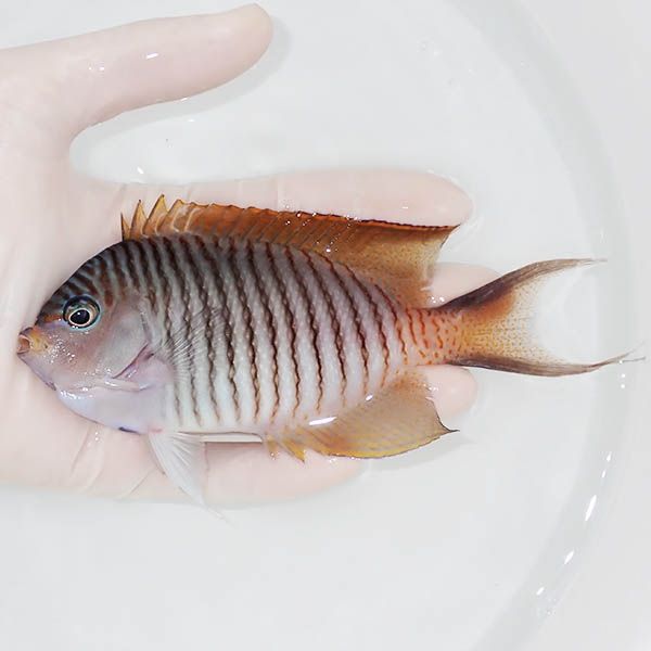 【現物3】 ヤイトヤッコ ♂ 14.5cm± ! 海水魚 ヤッコ 15時までのご注文...