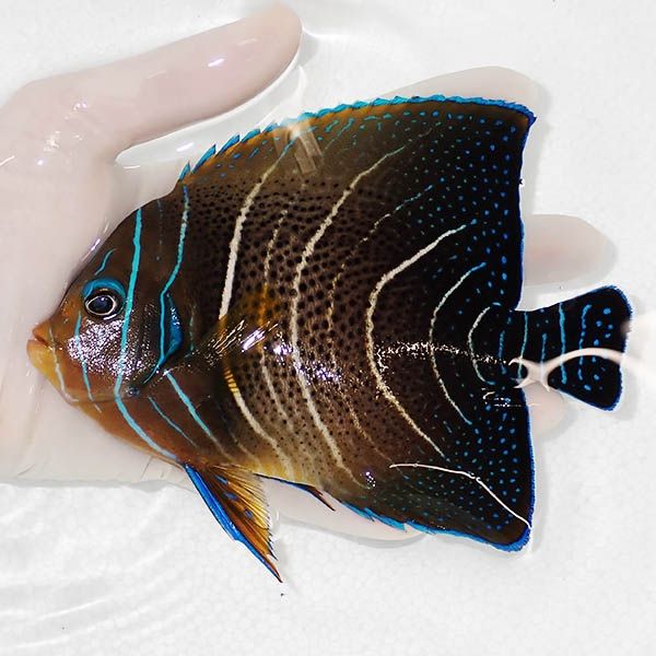【現物】サザナミヤッコ 15cm± !海水魚 生体 15時までのご注文で当日発...