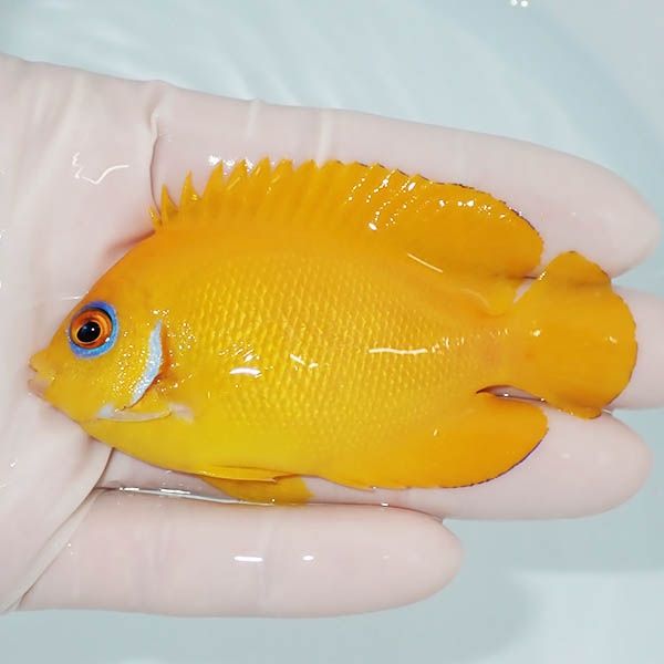 【現物1】粒エサOK レモンピール 8cm± クリスマス産!海水魚 ヤッコ 15時...