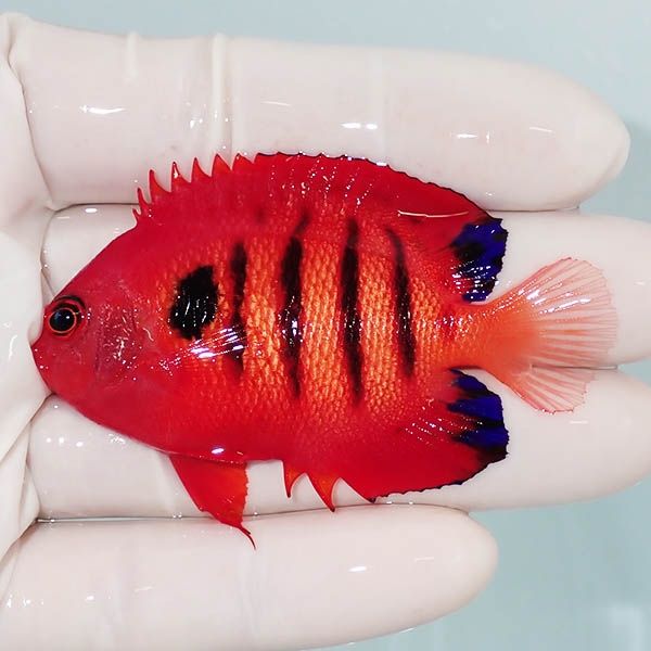 【現物12】粒エサOK 顔スレ有りフレームエンゼル 6.5cm! 海水魚 ヤッコ ...