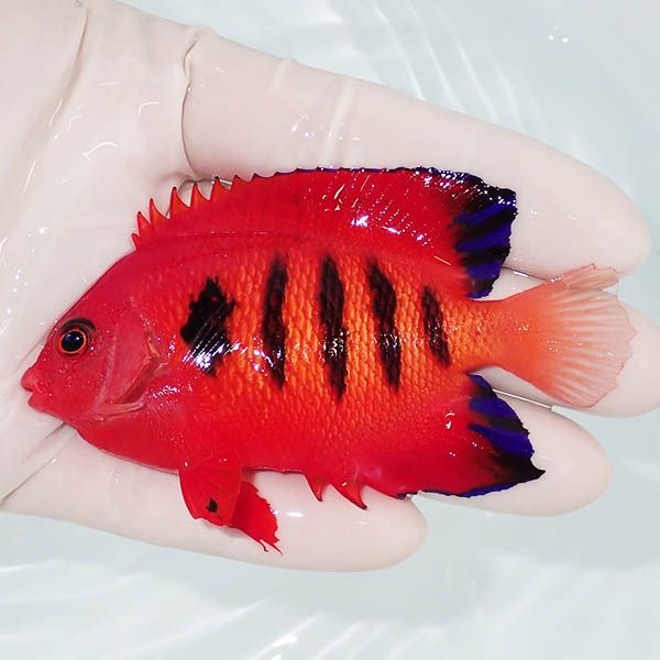【現物8】粒エサOK 顔スレ有りフレームエンゼル 8.5cm! 海水魚 ヤッコ 1...