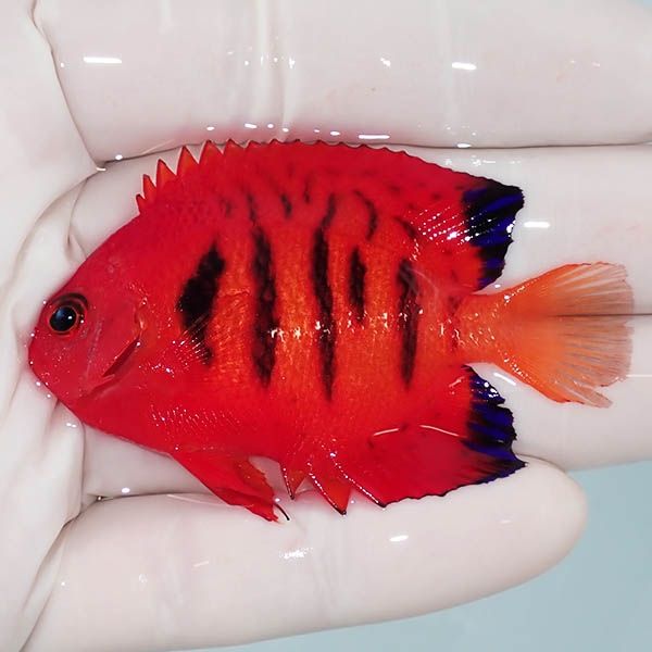 【現物9】粒エサOK 顔スレ有りフレームエンゼル 6.5cm!海水魚 ヤッコ 15...