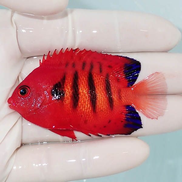 【現物10】粒エサOK 顔スレ有りフレームエンゼル 6.5cm! 海水魚 ヤッコ ...